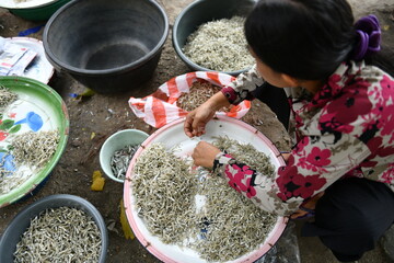 the traditional process of selecting anchovy 