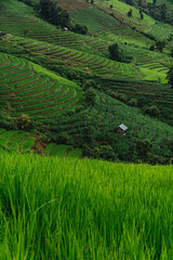 Fototapeta na wymiar Green rice terrace fields and mountain background in rainy season.