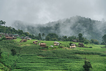 Green rice terrace fields and mountain background in rainy season.