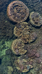 drone footage over a paradise island with healthy coral reef on a sunny day with low wind with clear water no waves and good visibility