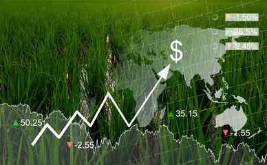 Rice fields with graphs in the global economic crisis concept.  Global food crises. stocks. wars....