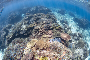 Beautiful coral reef with fish
