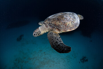 Sea turtles in the ocean