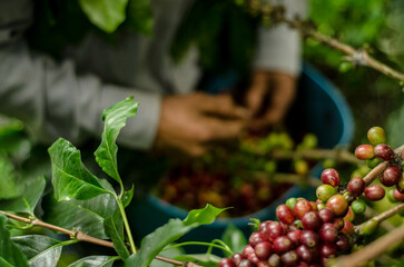 Colombia, sus colores y aromas