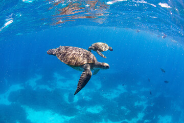Sea turtles in the ocean