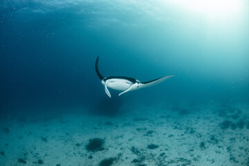 Fototapeta na wymiar beautiful manta ray swimming in the clear ocean near the surface in shallow water with sun rays at the healthy coral reef 