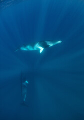 Minke whale swimming in the ocean