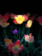 Obraz na płótnie Canvas Garden of colorful tulips in the dark