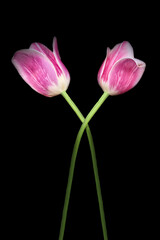 Two tulips against a black background