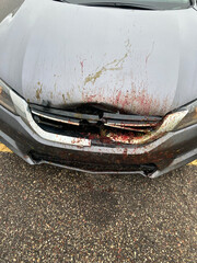 Front of a car after impact from a deer