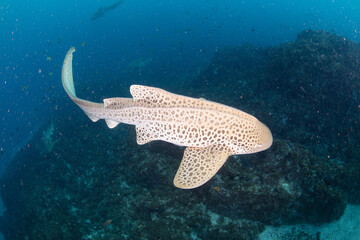 Leopard shark