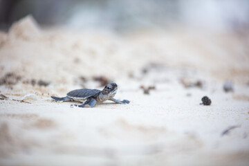 baby turtles