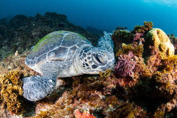 Obraz premium green sea turtle