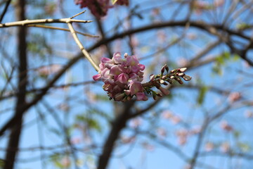 Beautiful Branch With Lovely Flowers. Maharashtra Flowers