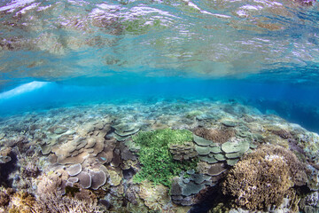 coral reef