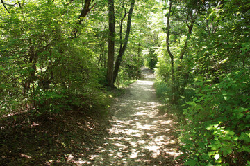 光差し込む山道