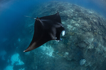 manta ray