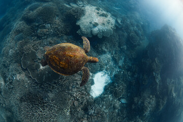 turtle in the sea