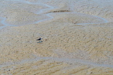 Seagull pulling on piece of fish in mud
