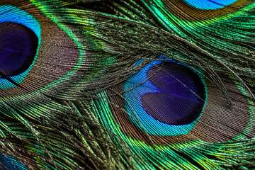 peacock feather background, Peacock feather, Peafowl feather, Bird feathers, Background.
