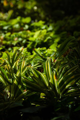 green fern leaves