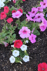 pink flowers in a garden