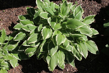 leaves of a plant