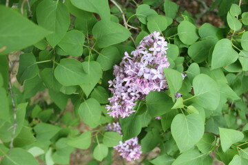 butterfly on lilac flowers