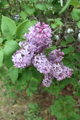 Fototapeta premium lilac flowers in the garden