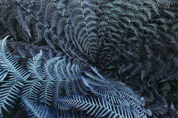 Background image of fern leaves in blue green color