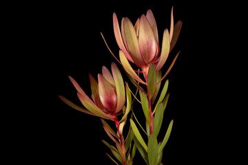 Two leucadendron flowers centred on a black background