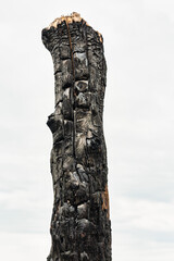 Verbrannter Baumstamm