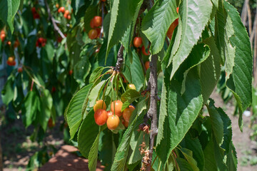 Cherry leaves wither from the heat. The green foliage of fruit trees curls from the heat and lack of rain. Global warming concept. Selective focus.