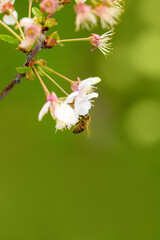 Bee and flower. Close-up of a striped bee collecting pollen on a cherry blossom on a green background.  Summer and spring backgrounds