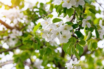 Beautiful flowering apple tree. Spring floral background