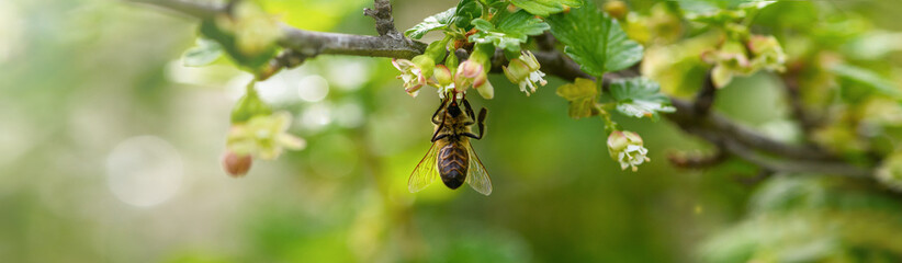 Bee and flower. Close-up of a striped bee collecting pollen on a green background. Summer and...