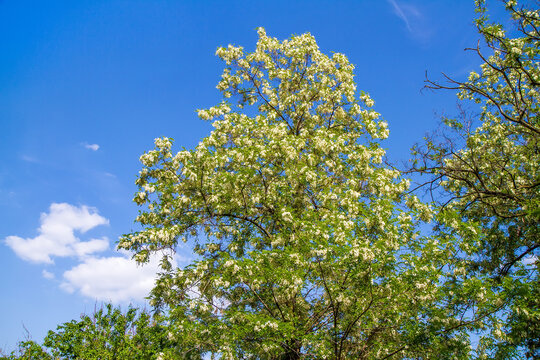 The tree is a blooming acacia against the sky.
