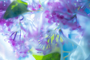 Lilac flowers background texture, white cloth veil, backlight
