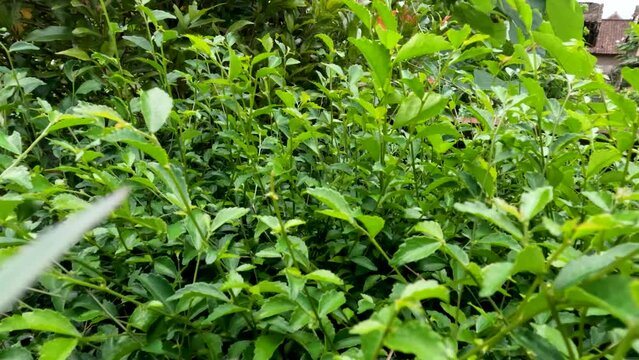 Camera movement above the leaf shoots of the wild tea plant or Acalypha siamensis, the leaves are jagged green