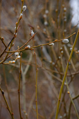 snow covered branches