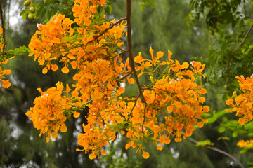 Naklejka na ściany i meble Orange peacock flowers and trees in Chatuchak Park, Bangkok, Thailand, naturally beautiful.