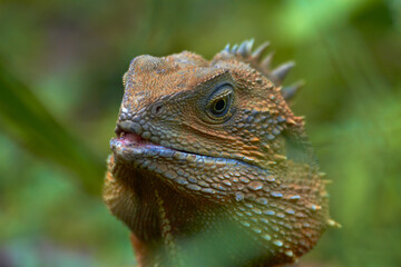 Obraz premium Eastern Water Dragon ( Physignathus lesueurii ), Australia