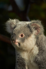 Koala, Australia ( Phascolarctos cinereus )