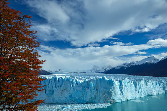 Perito Moreno Glacier, and lenga trees in autumn, Parque Nacional Los Glaciares (World Heritage Area), Patagonia, Argentina, South America