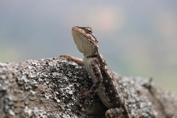 Lizard on rock