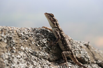 Lizard on rock