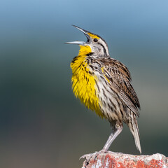 Sabanero