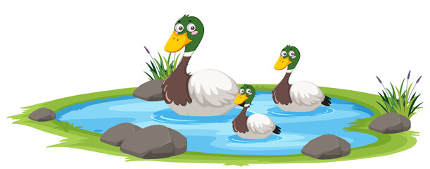 Duck in the pond on white background