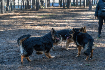 Young dogs frolic in the pine forest. Two males and a female German Shepherd playing, catching up, sniffing, running and exploring each other. Without leashes. Animal socialization. Blurred motion.
