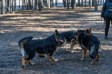 Young dogs frolic in the pine forest. Two males and a female German Shepherd playing, catching up,...
